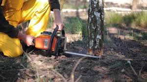 Best Arborist Consultation Services  in Bayonet Point, FL