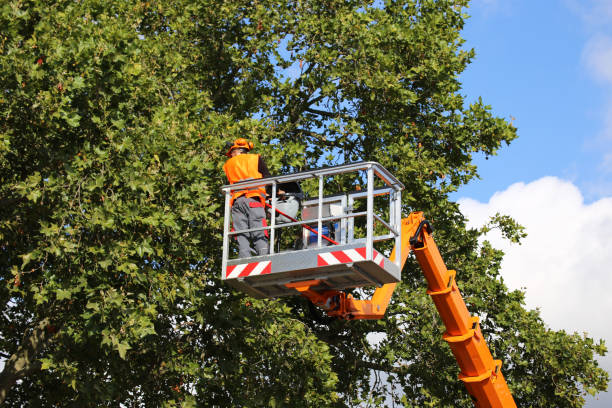 Best Hedge Trimming  in Bayonet Point, FL
