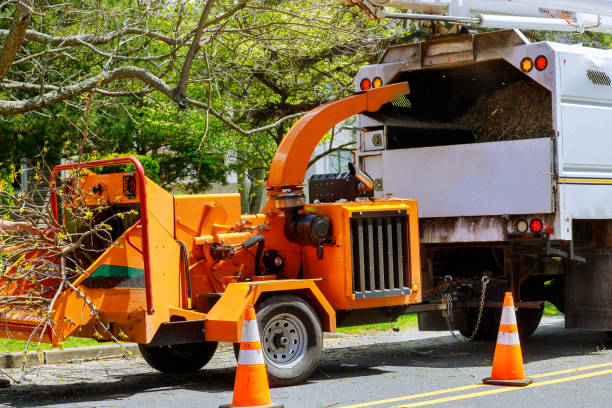 How Our Tree Care Process Works  in  Bayonet Point, FL